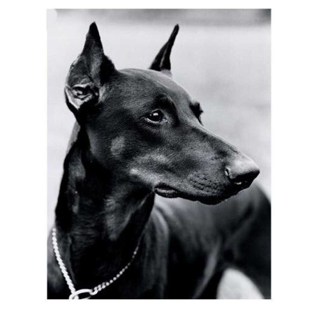 Haft diamentowy - Haft diamentowy - Doberman 5D