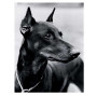 Diamond Painting - Broderie Diamant - Doberman 5D