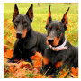 Diamond Painting - Broderie Diamant - 2 dobermans