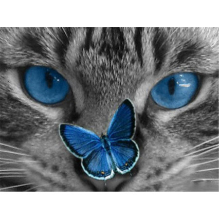 Diamond Painting - Diamant Painting Chat Intrigué par Délicat Papillon Bleu