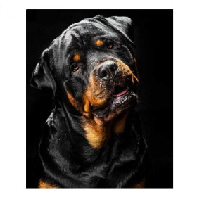 Diamond Painting - Broderie Diamant - Rottweiler noir