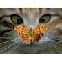 Diamond Painting - Diamond Painting Chat Fasciné Papillon de Jour Terre de Feu