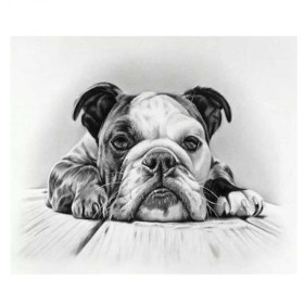 Diamond Painting - Broderie Diamant - Bouledogue anglais