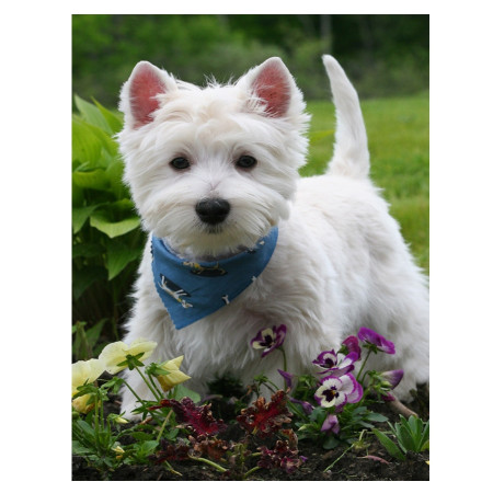 Haft diamentowy - Diamentowy haft Westie Flower