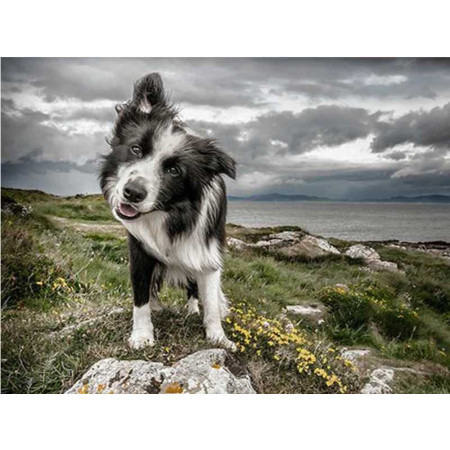 Haft diamentowy - Haft diamentowy - Border Collie