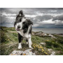 Haft diamentowy - Haft diamentowy - Border Collie